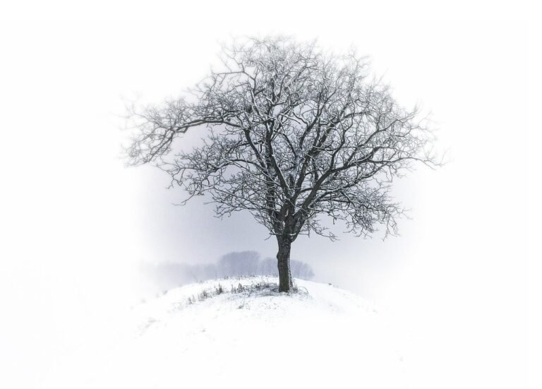 tree, bald, winter-530324.jpg