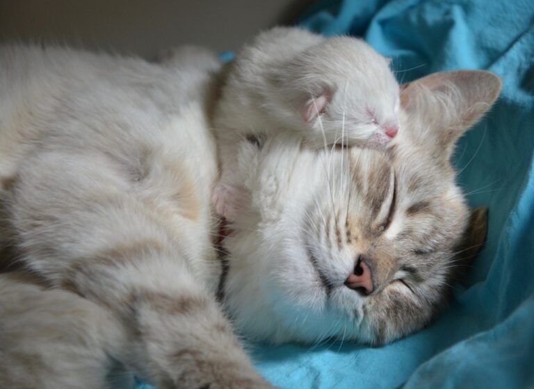 kitten with mom, happy mothers day, cat-2633283.jpg